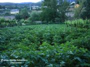 Patatas en Petín